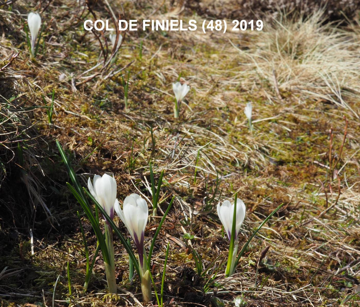 Crocus, White leaf